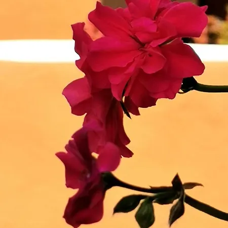 Mountainhome Casa Cancelinha Panzió